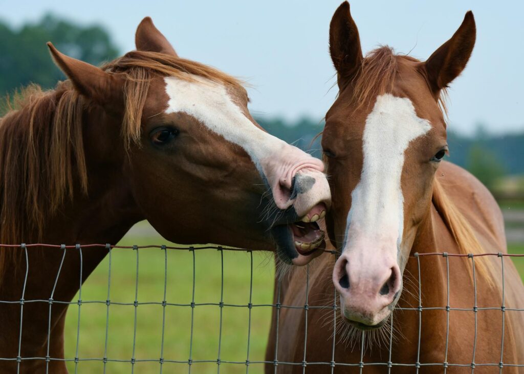 Two brown horses playfully engage through a wire fence