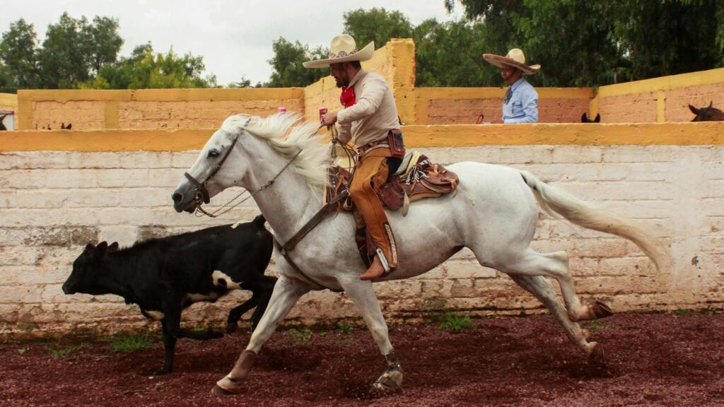 A charro riding a white horse in a traditional Mexican rodeo in Tolcayuca, showcasing vibrant local culture.
