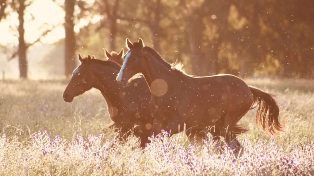 Majestic horses gallop through a sun-drenched field with wildflowers.