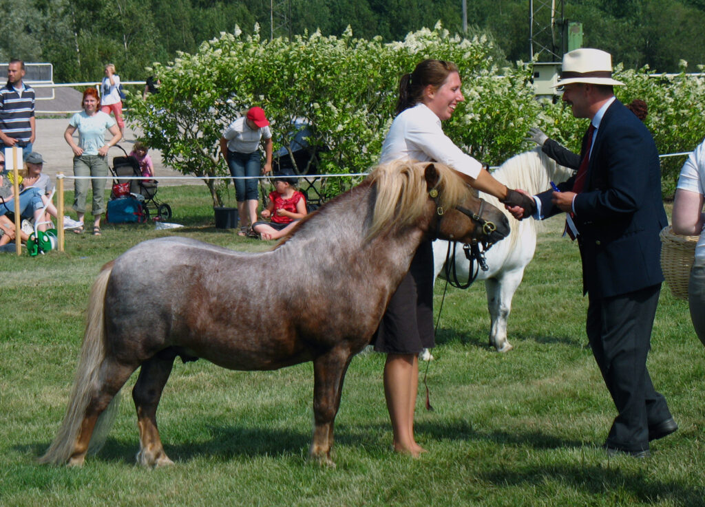 Shetland pony stallion is being rewarded with a prize.
