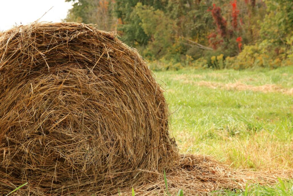 Close-up of a hay bale on an autumn field with colorful foliage.
