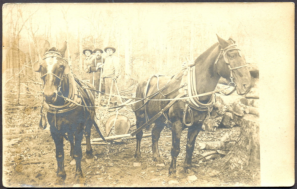 Horses logging Real Photograph Loggers with Draught Team of Work Horses