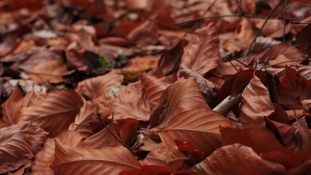 A detailed view of dry brown autumn leaves covering the forest ground.