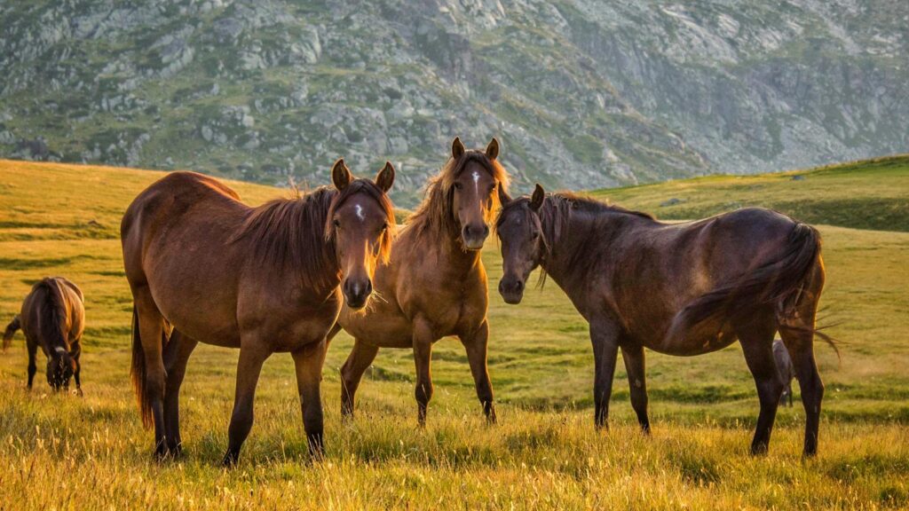 A serene image of horses grazing in the Sofia Province, Bulgaria at sunset.