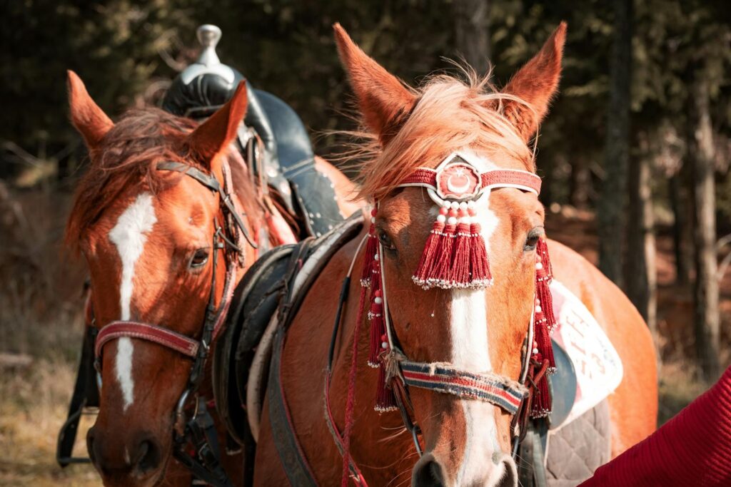 Two horses with ornate decorations and saddles