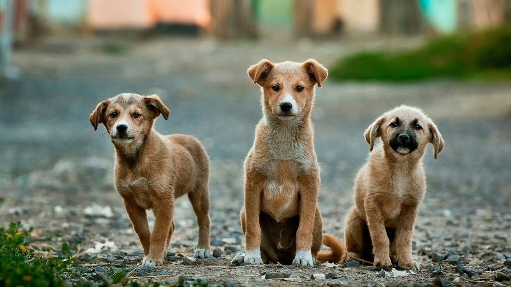 selective focus photography of three brown puppies