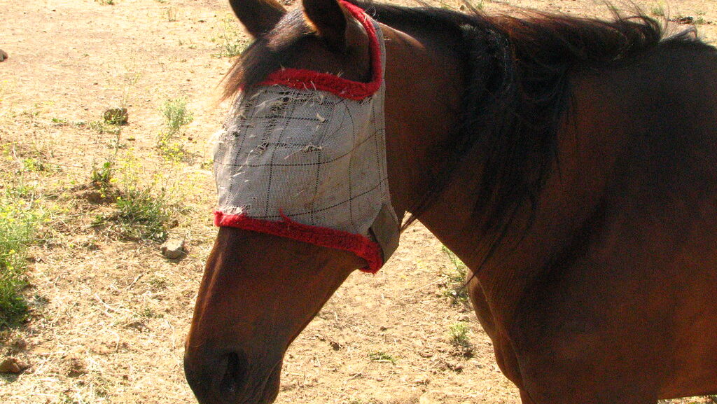 horse with mask stading in the field