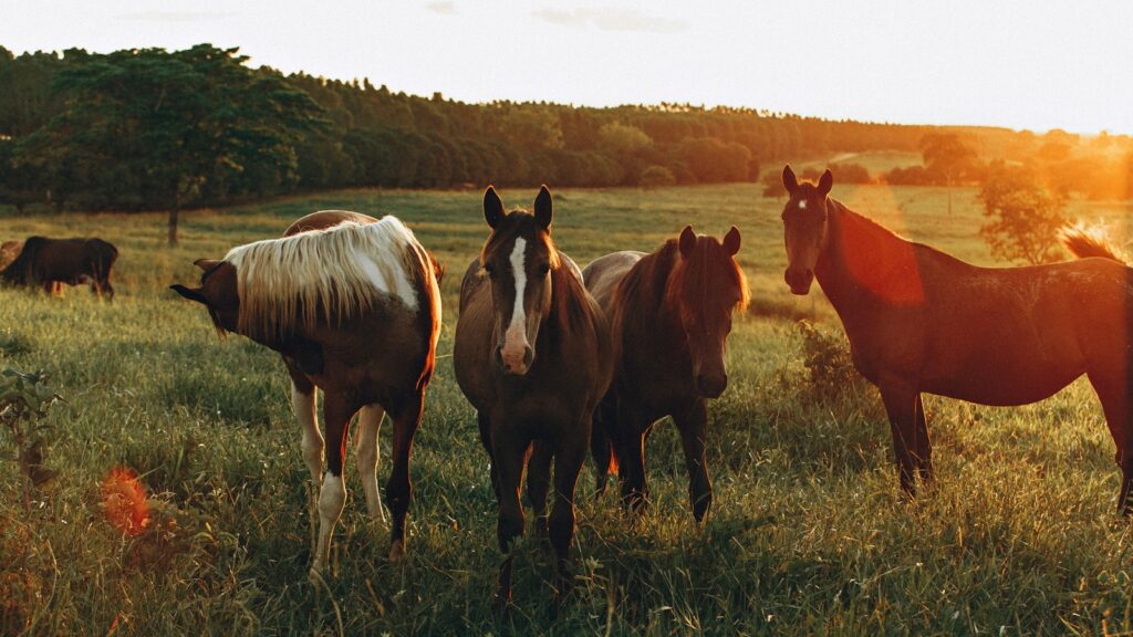 horses on grass field during daytime