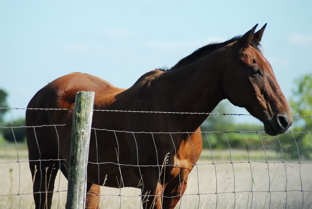 Swayback horse