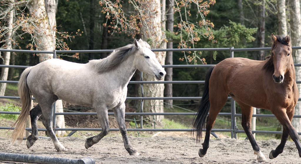 Two horses in yard