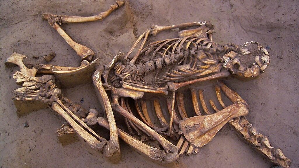 horse bones