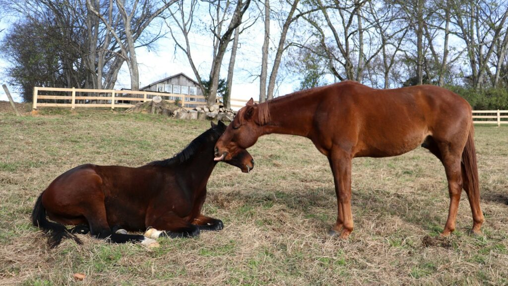 A brown horse standing next to a brown foal