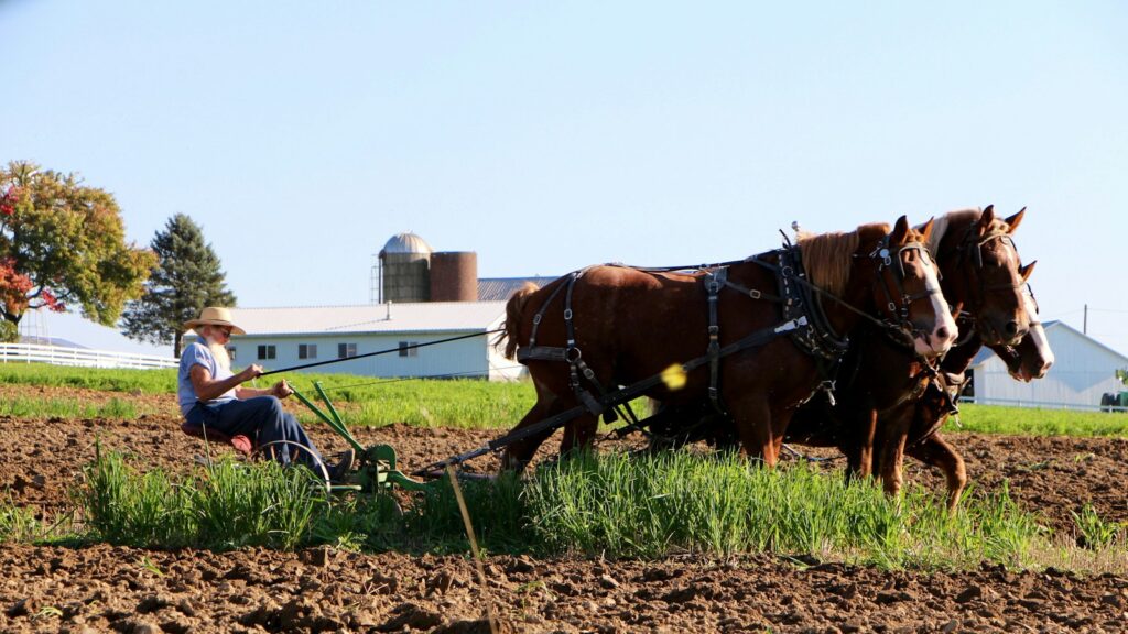 brown horse on brown field during daytime