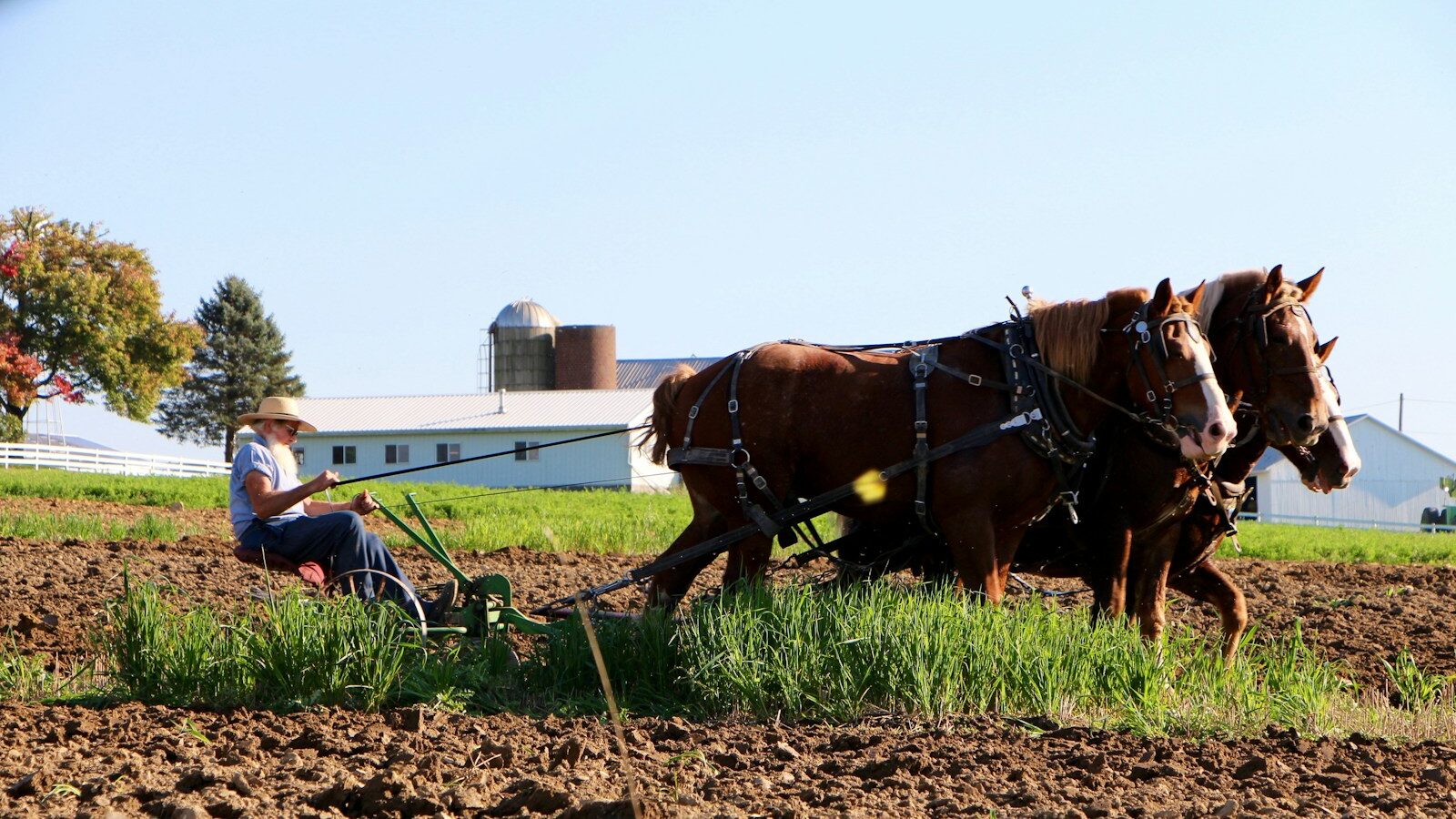 brown horse on brown field during daytime