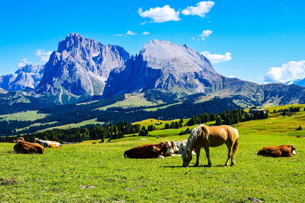 Horse grazing on a field