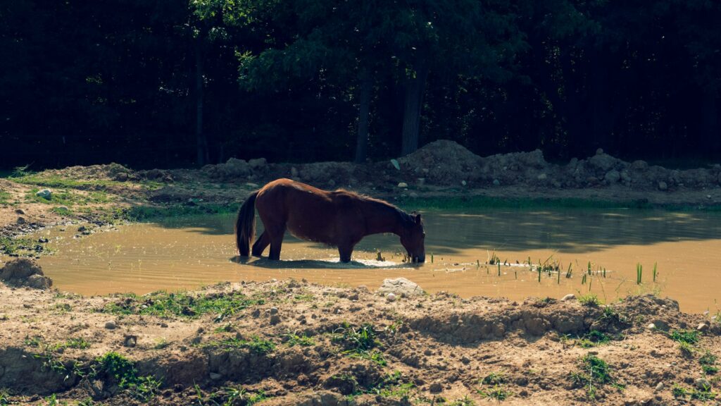 brown horse on brown sand during daytime