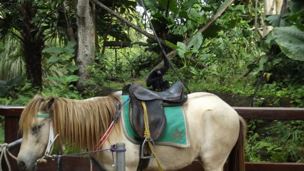 a horse with a saddle on its back
