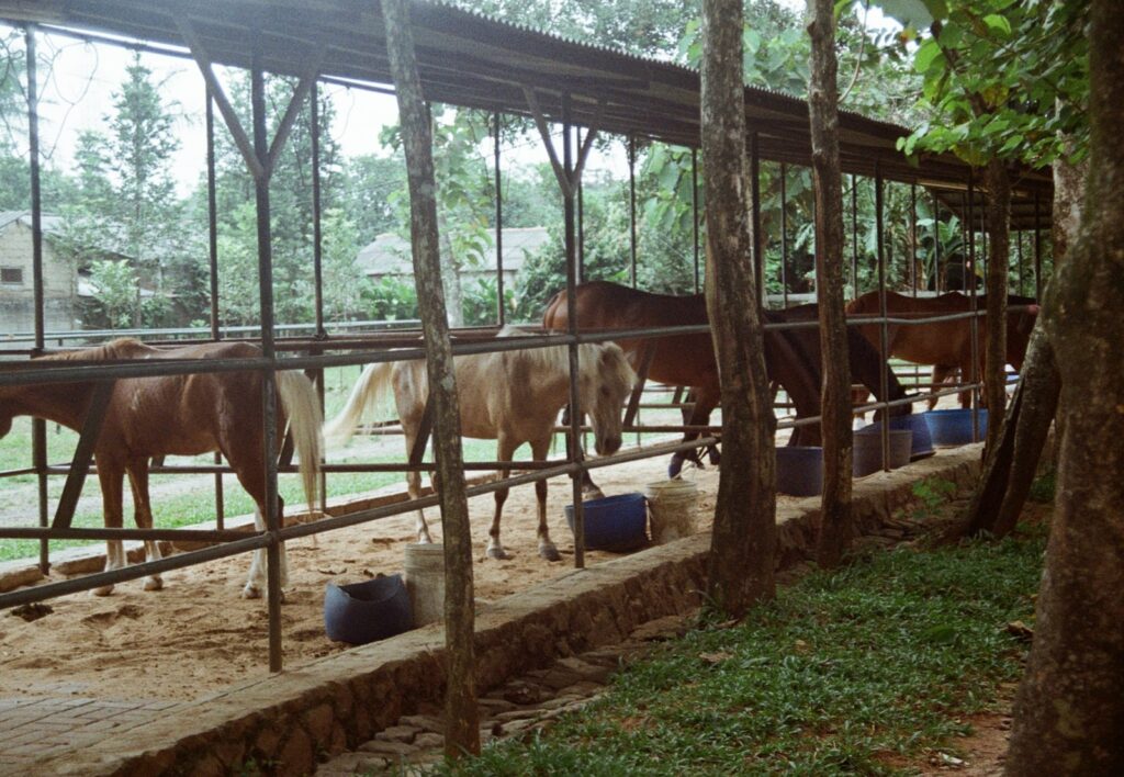 Horses in stable during daytime