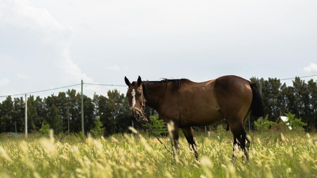 A majestic brown horse grazes peacefully in a sunlit meadow surrounded by lush grass and trees.