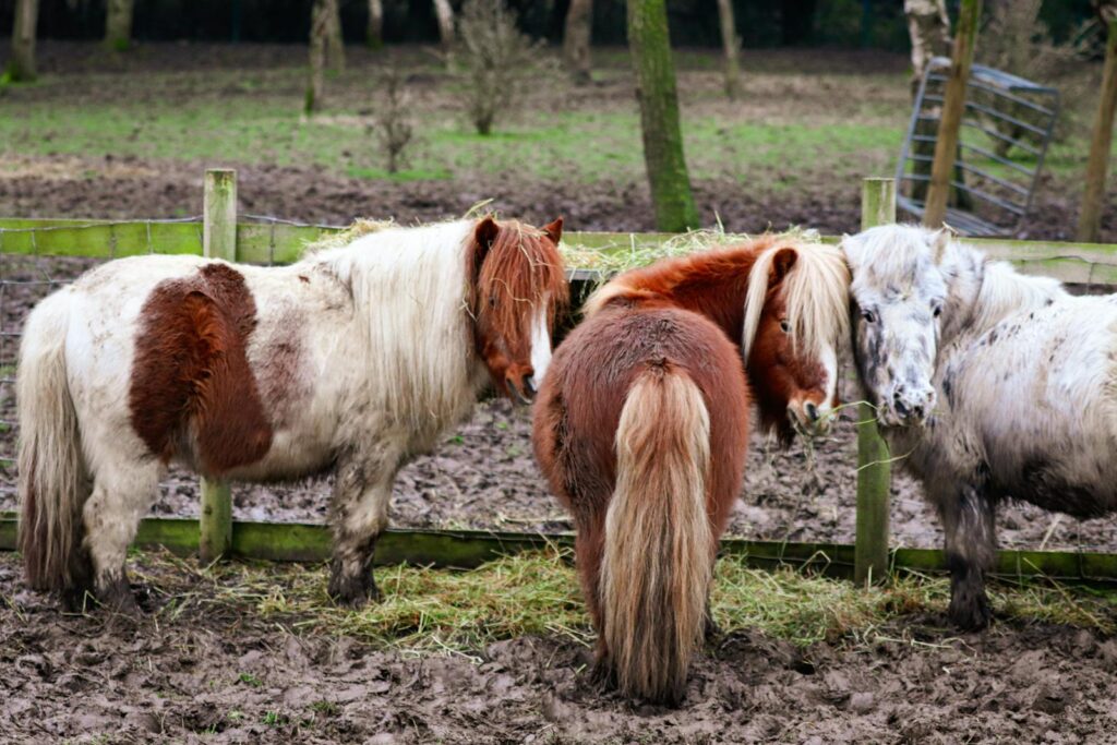Three ponies grazing