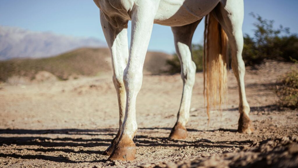 Close-up of white horse legs in Uspallata desert, capturing natural serenity.