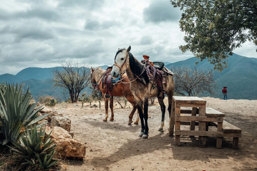 Saddled horses resting in the rustic outdoors of Oaxaca, Mexico, with mountainous scenery in the background.