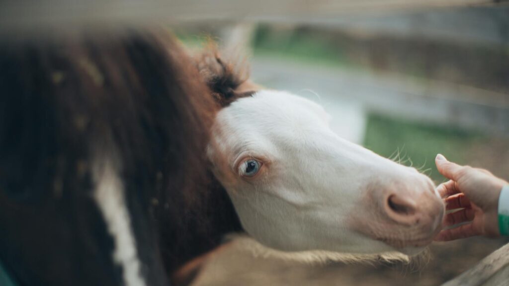 a white horse's face nuzzling a human hand on a rural farm.