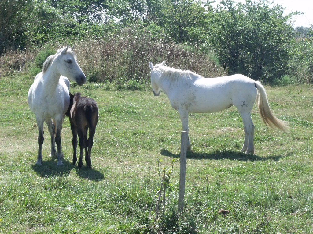 Camargue White Horses