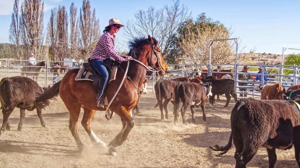 A cowboy riding a horse and herding cattle on a sunny ranch day.