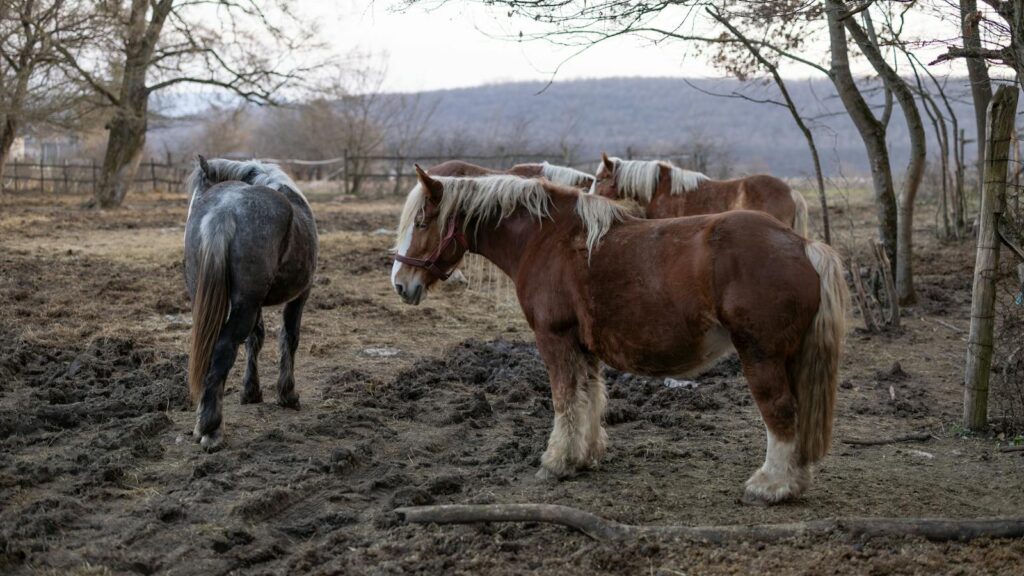 Beautiful horses grazing in a rustic countryside paddock during late fall.