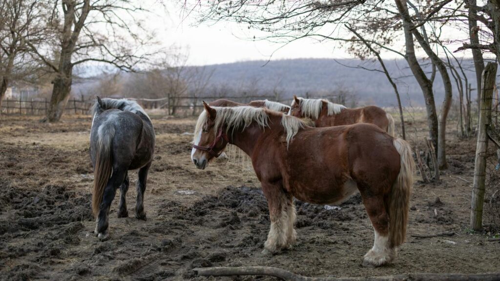 Beautiful horses grazing in a rustic countryside paddock during late fall.