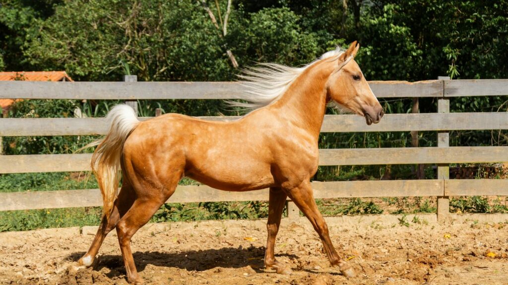 A graceful palomino horse elegantly trots in a sunny Brazilian ranch setting.