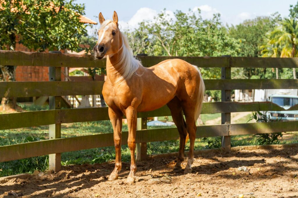 Palomino horse standing in a sunny ranch setting