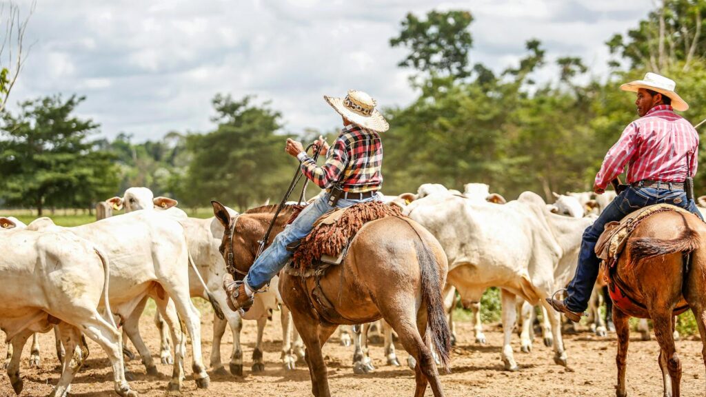 Two cowboys herding cattle on a sunny day in Paragominas, Pará, Brazil. Ideal stock photo for agriculture themes.