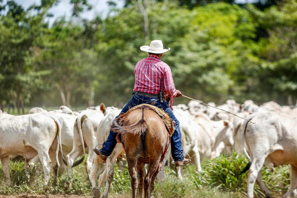 Cowboy riding horse while herding cattle in Brazil