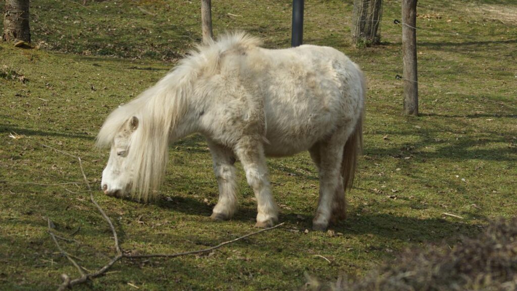 A white Shetland pony grazing in a rural field in Kerkrade, Netherlands.