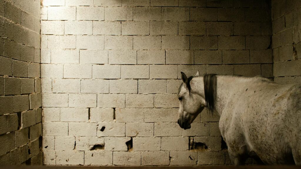 A lone white horse standing quietly inside a minimalistic barn with textured walls.