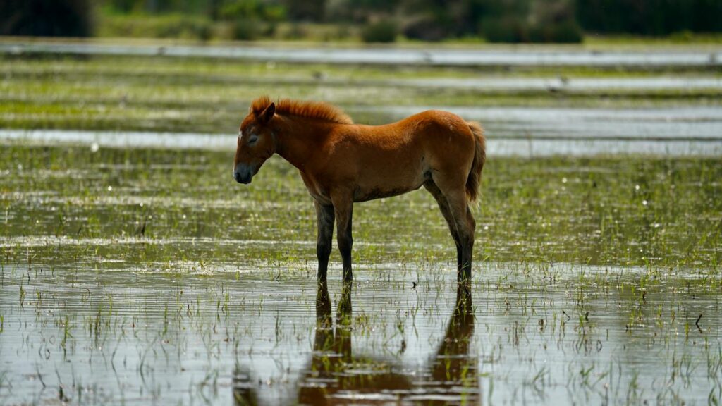 A young wild foal stands peacefully in a tranquil marshland, reflecting in the water.