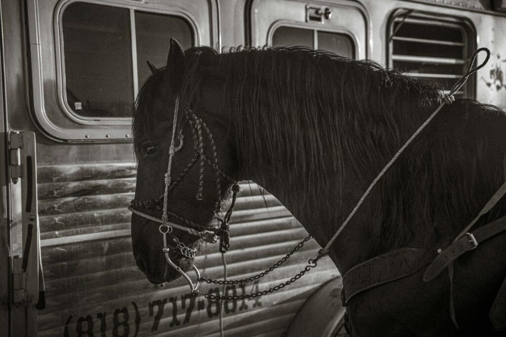 Artistic black and white photo of a horse standing beside a trailer