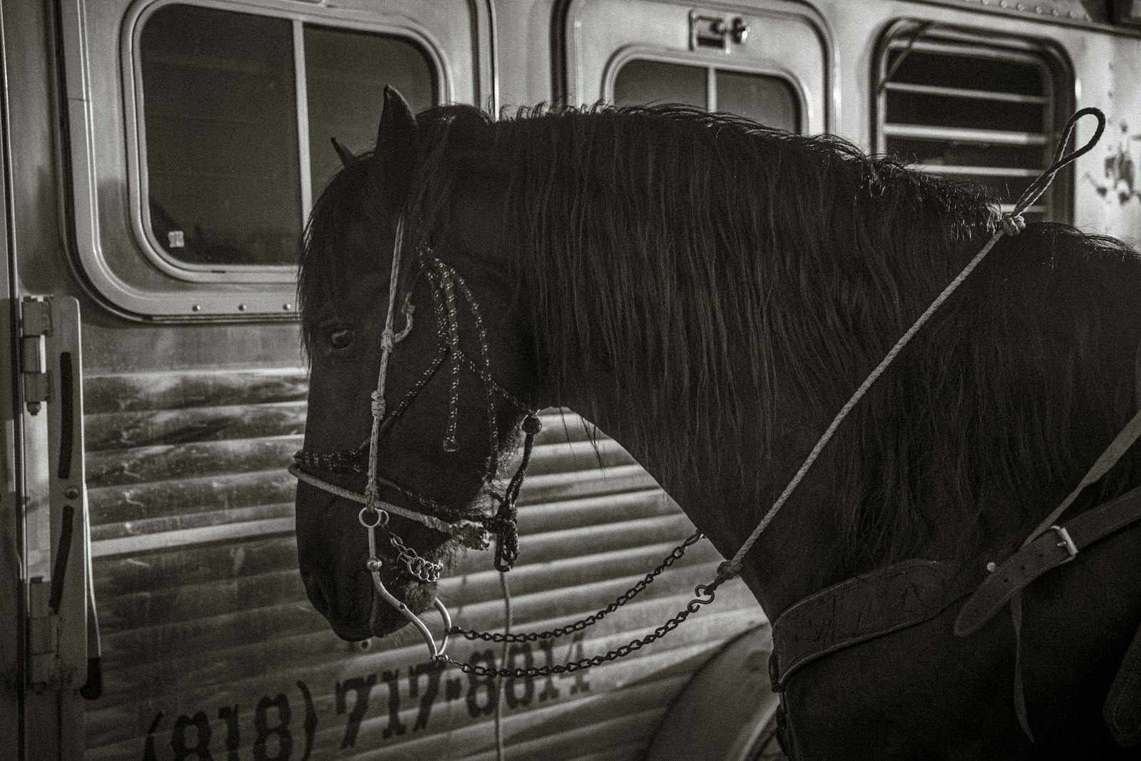 Artistic black and white photo of a horse standing beside a metallic trailer, showcasing its detailed bridle.