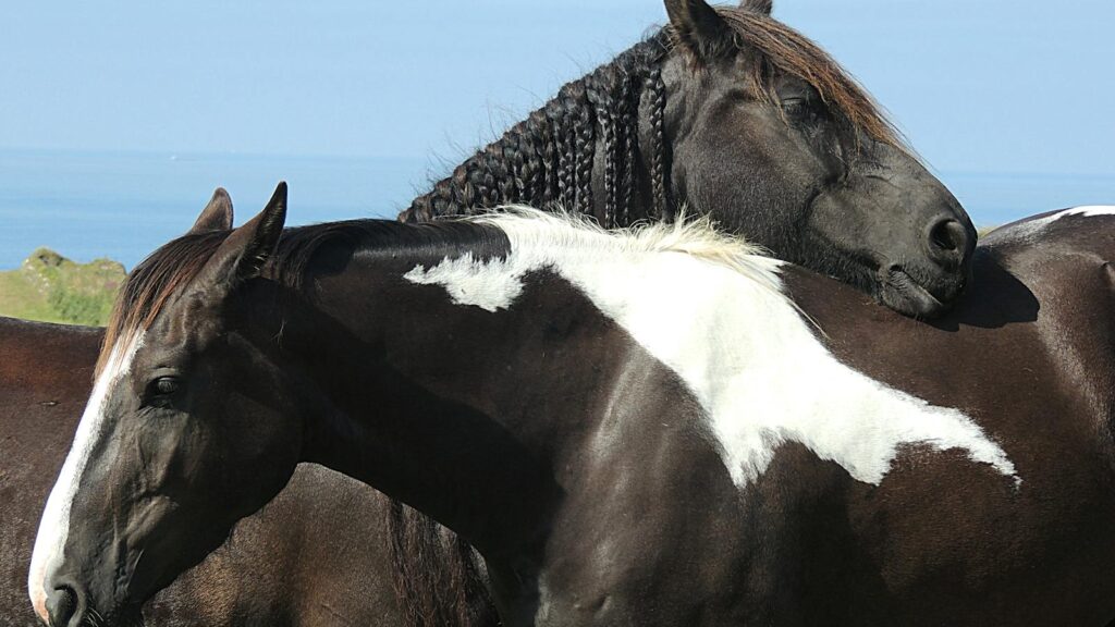 Two beautiful black and white horses resting in a lush English field.