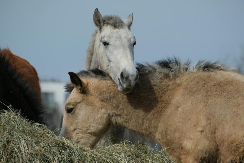 Two horses showcasing gentle interaction while grazing in a pasture