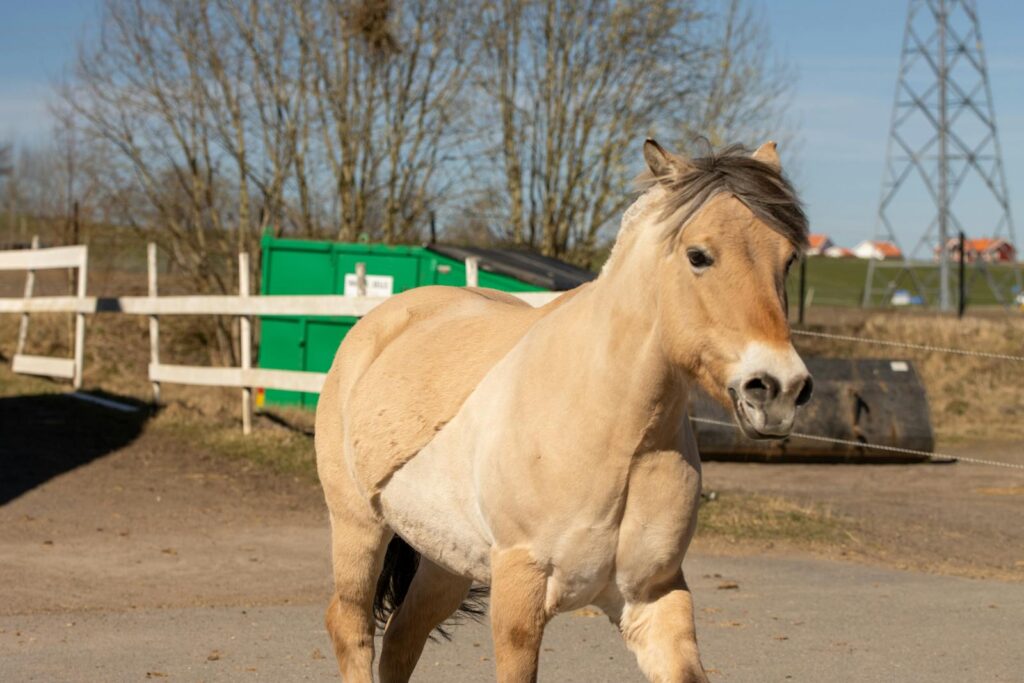 Fjord horse standing outdoors on a sunny day