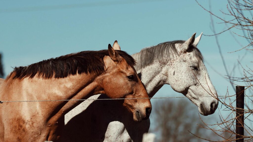 Two horses grazing peacefully in a field under a clear sky in Jönköping, Sweden.