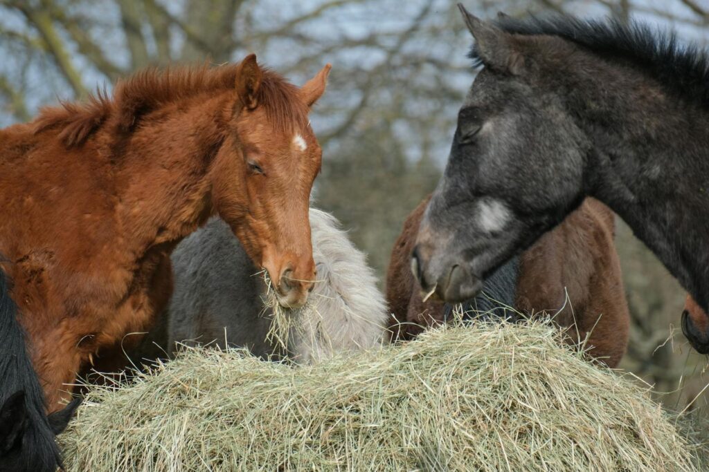 A group of horses enjoy eating hay outdoors in a peaceful rural environment.
