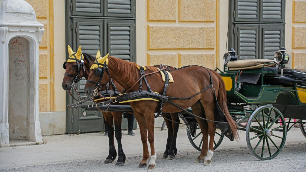 Elegant horse with carriage in front of Schönbrunn Palace, Vienna, Austria.