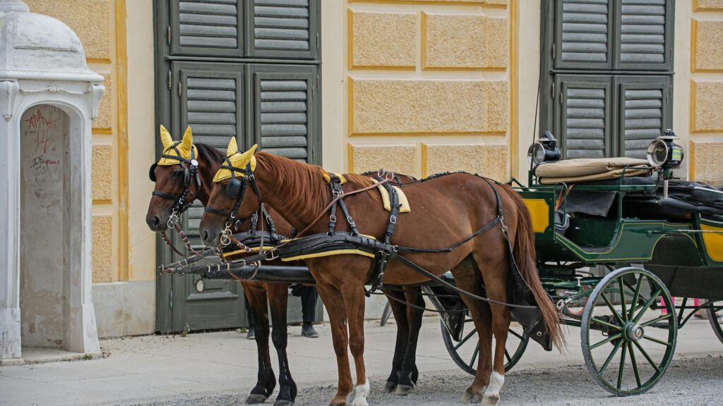 Elegant horse with carriage in front of Schönbrunn Palace