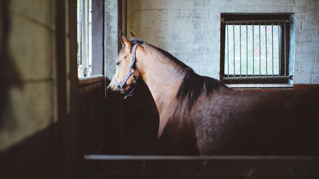Beautiful brown horse gazing out from a stable window, evoking a sense of tranquility and curiosity.