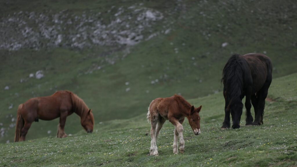 A foal and two adult horses grazing on a grassy hillside.
