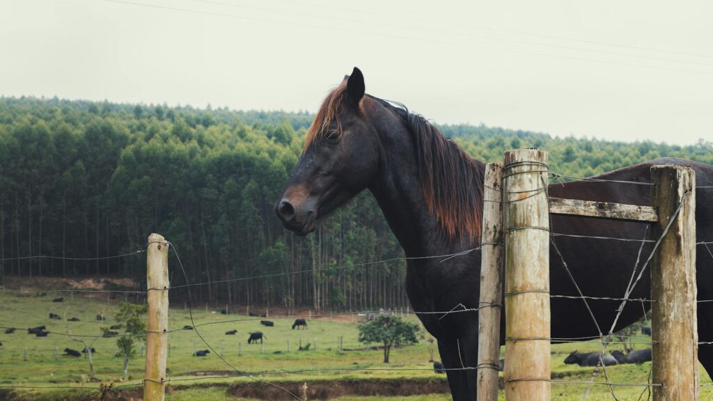 A black horse standing in the grass field